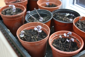 purple basil seedlings